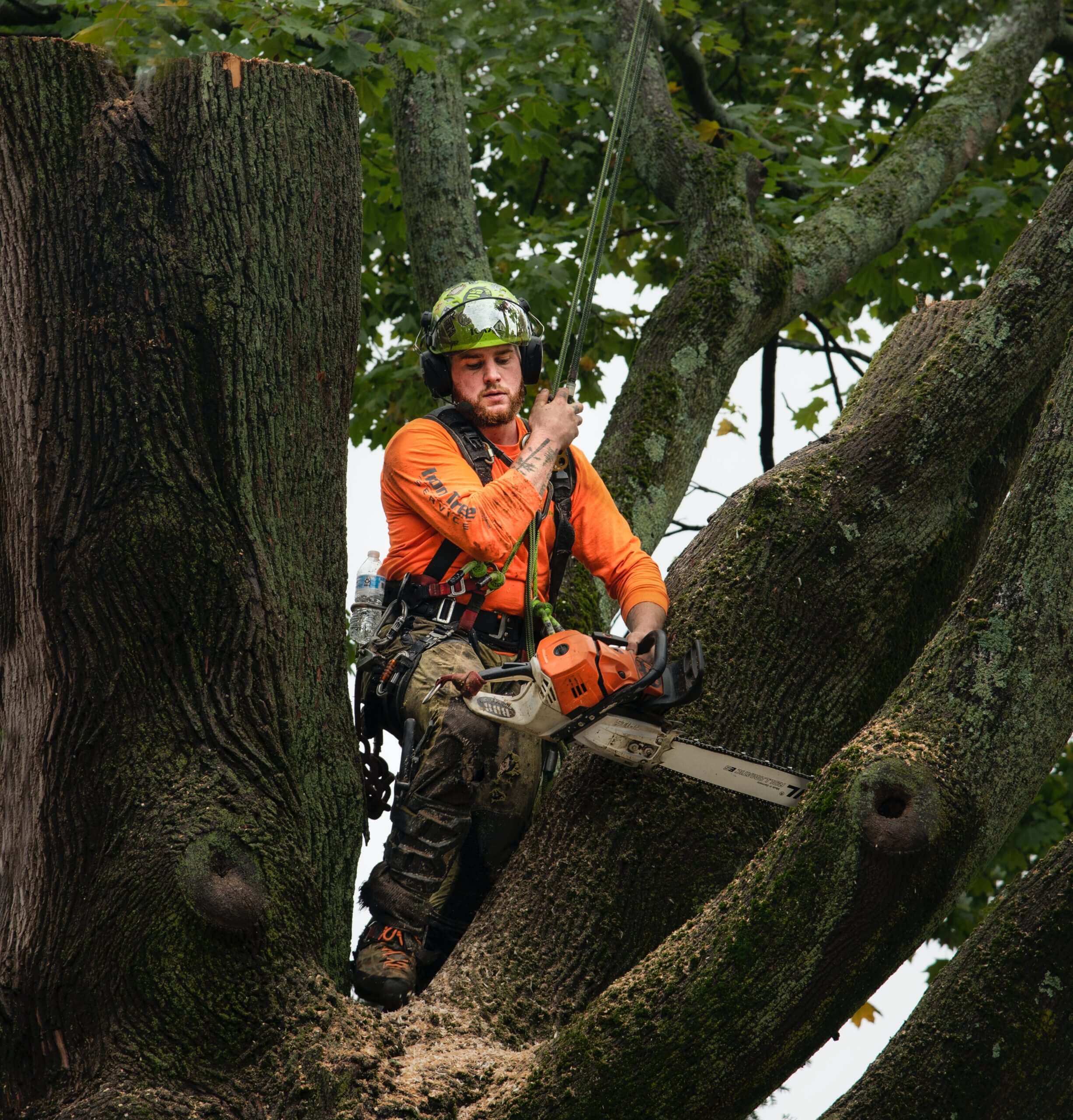 Arborists-feat